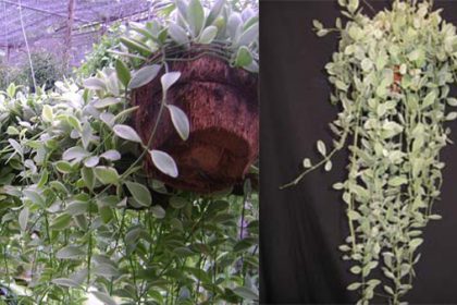 เดฟด่าง