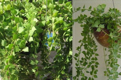 เดฟหัวใจล้านดวง